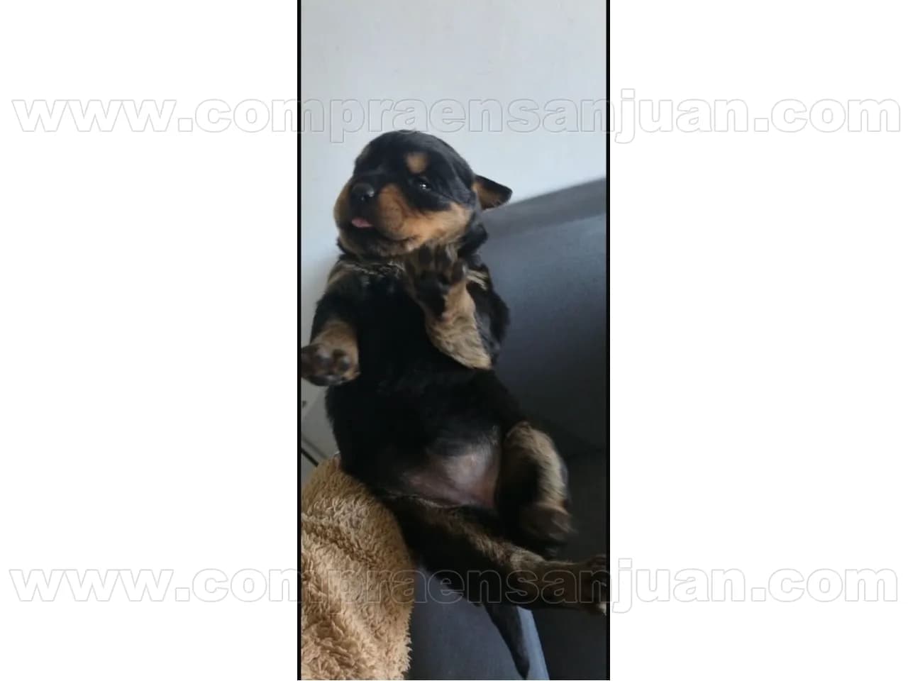 Hermosos Cachorro Rotwailer