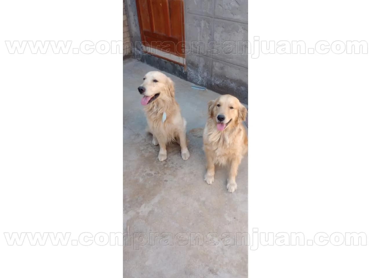 Vendo Golden Retriever 100% Puros