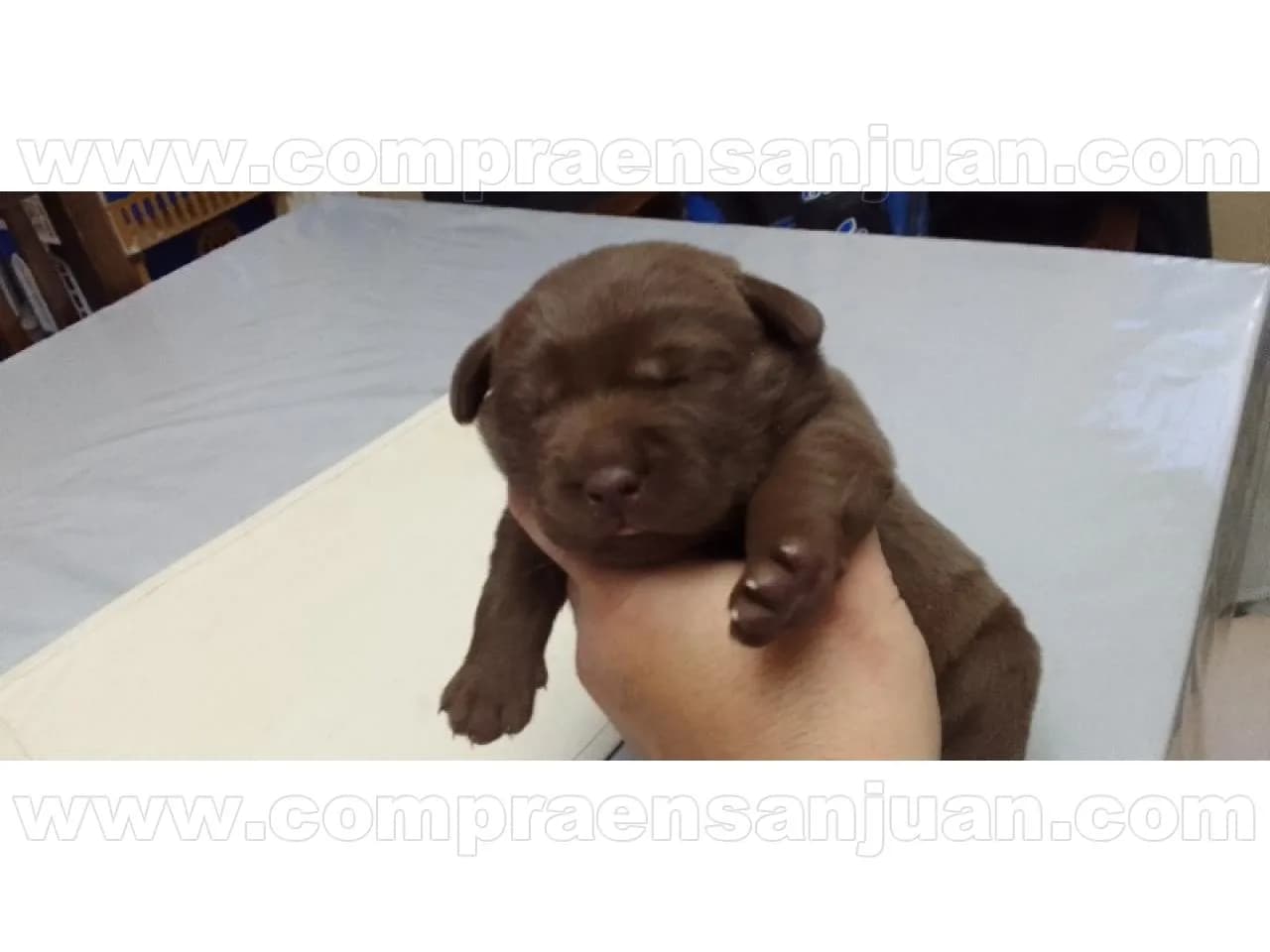 Cachorras De Raza Labrador Puros