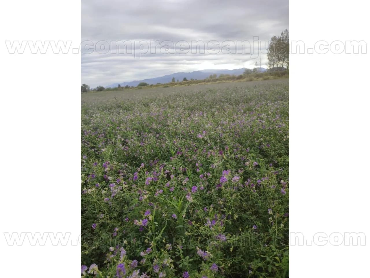 Venta. Finca Medano Jachal