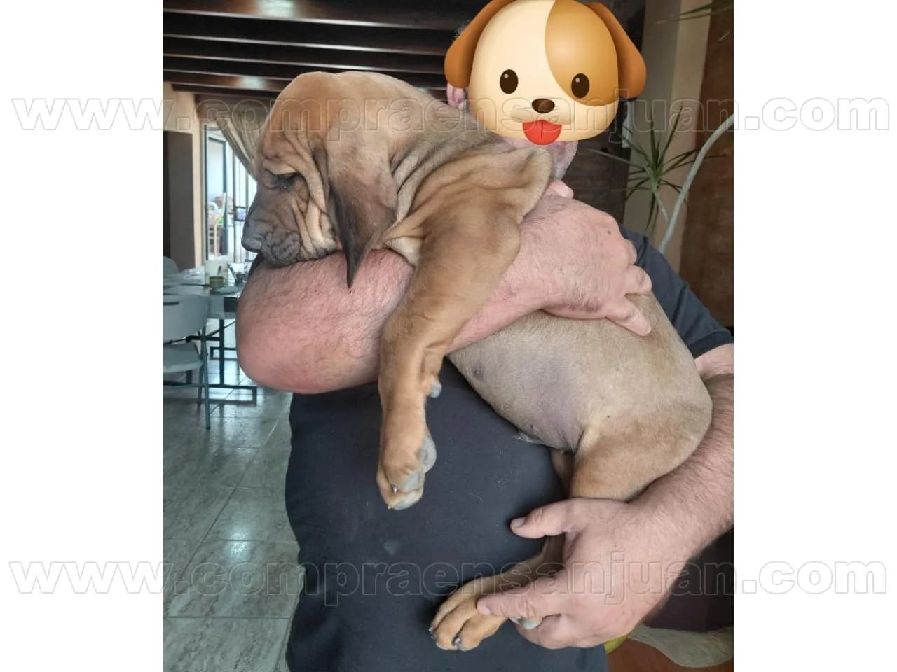 Vendo último Fila Brasilero Macho