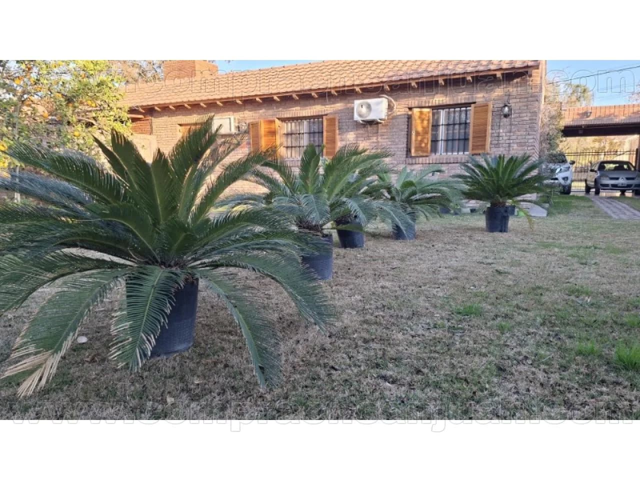 Venta De Palmeras "cicas" Gran Tamano