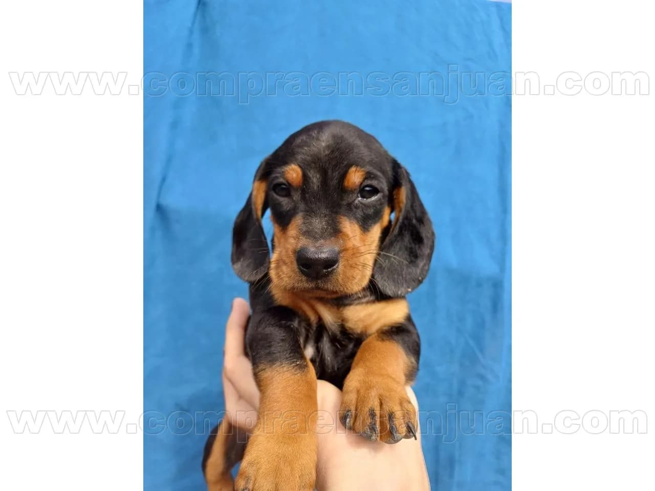 Cachorros Salchichas Mini