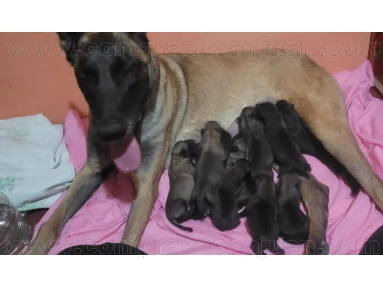 Cachorros Pastor Belga Malinois, A Entregar Principios Días De Noviembre