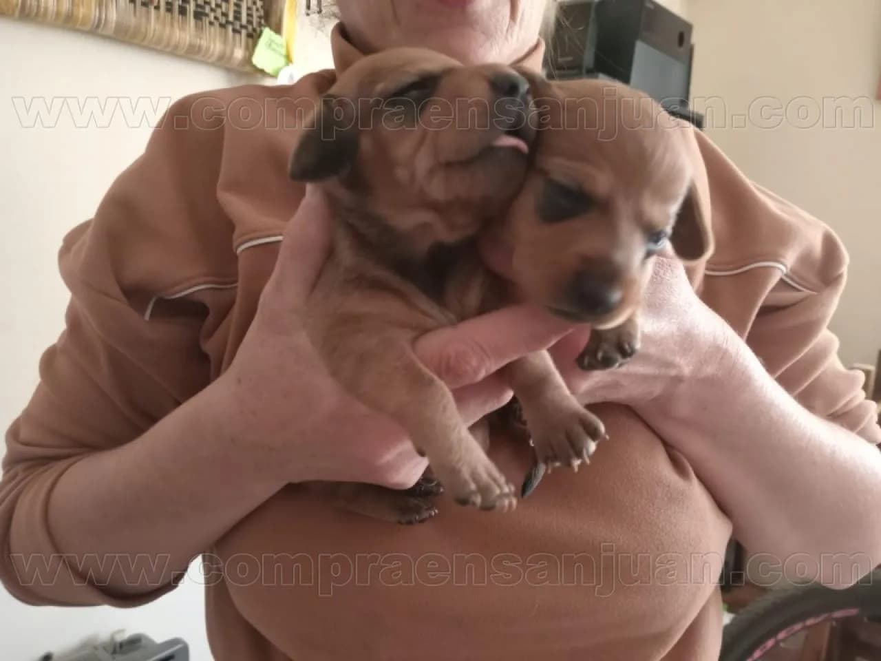 Cachorros Salchichas Puros En Venta