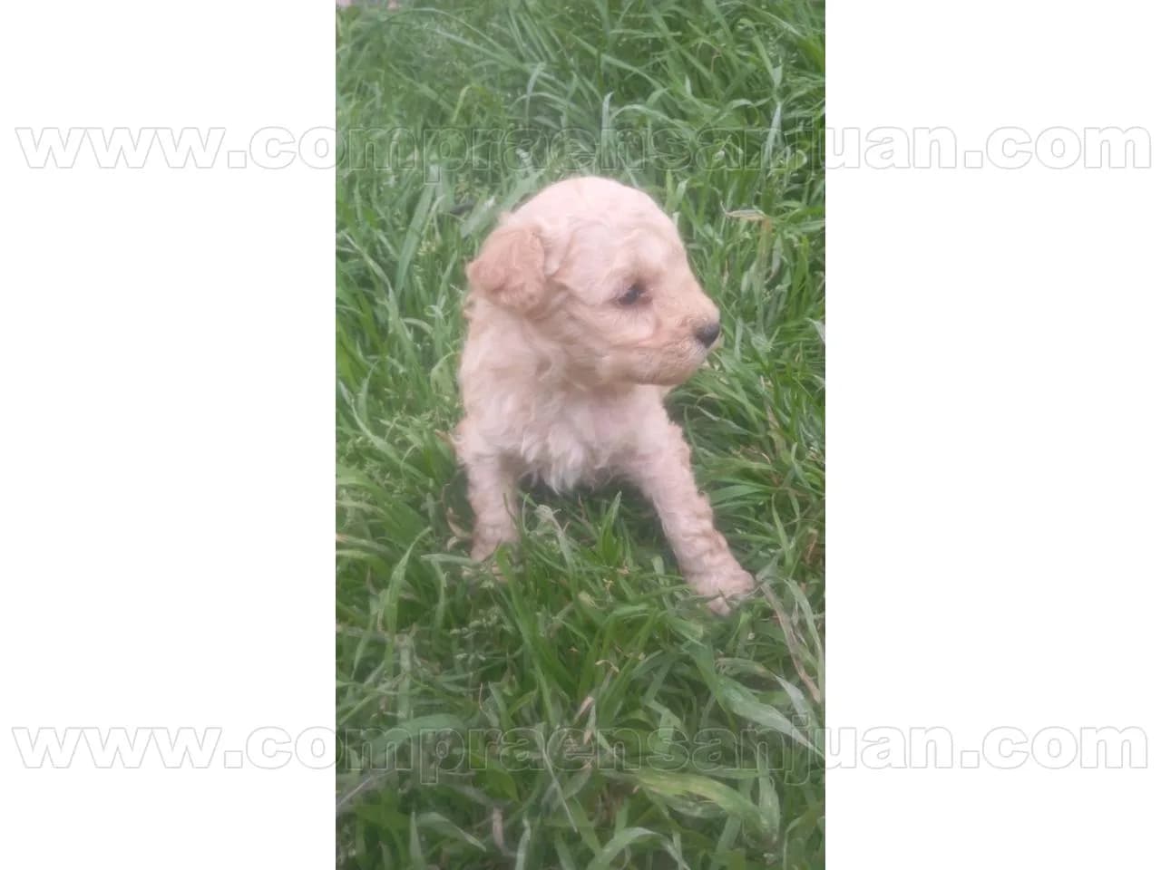 Caniche Mini Toy Macho