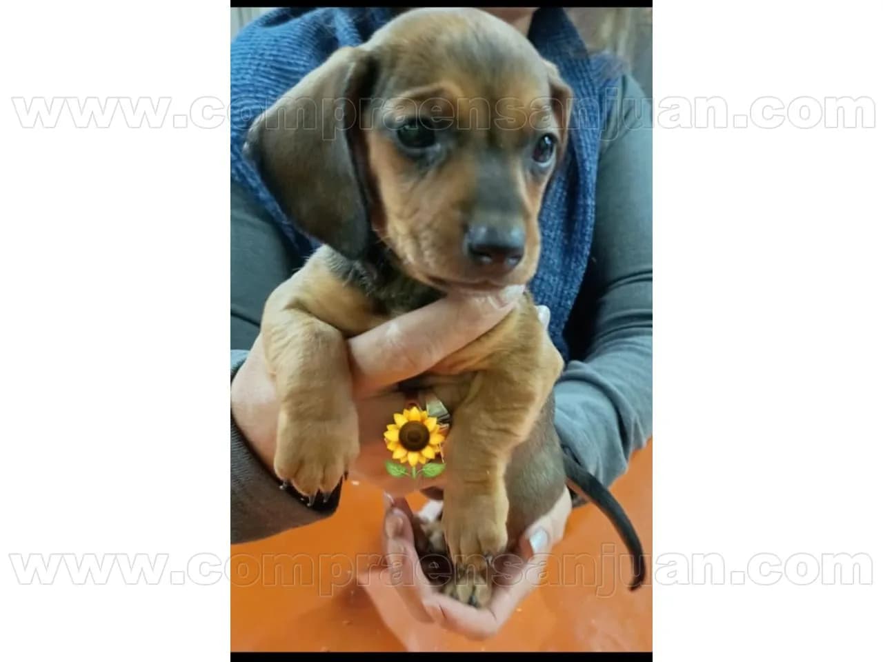 Perrita Salchicha Disponible